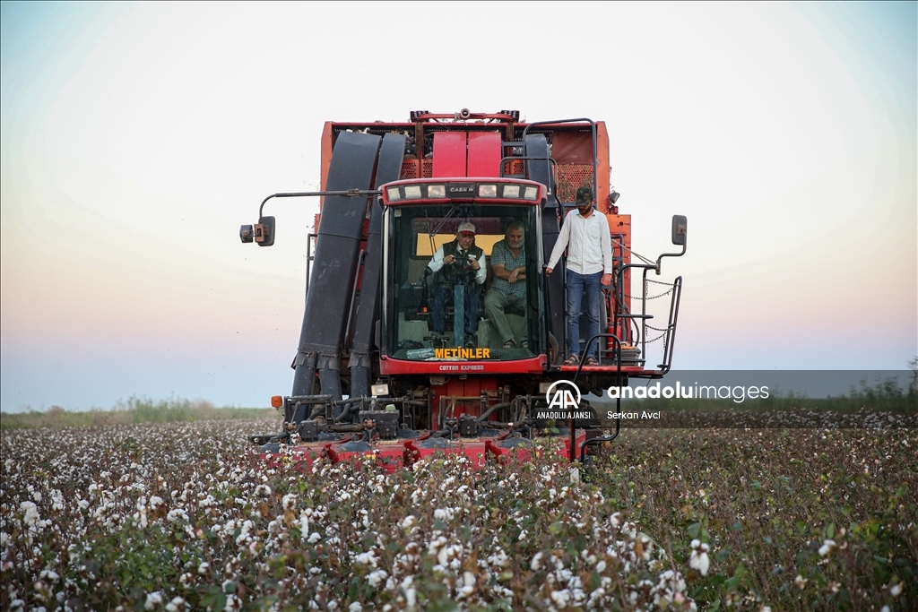 Adana'da pamuk hasadı etkinliği düzenlendi