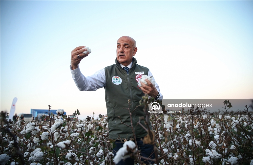 Adana'da pamuk hasadı etkinliği düzenlendi