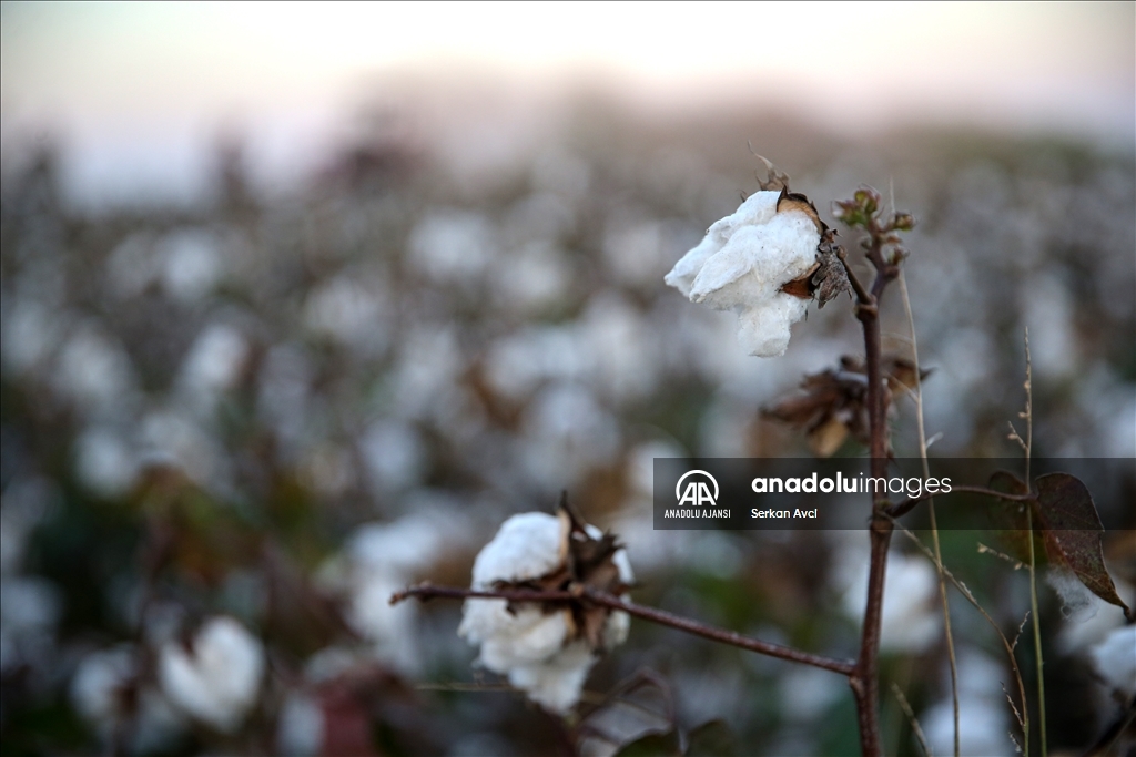Adana'da pamuk hasadı etkinliği düzenlendi