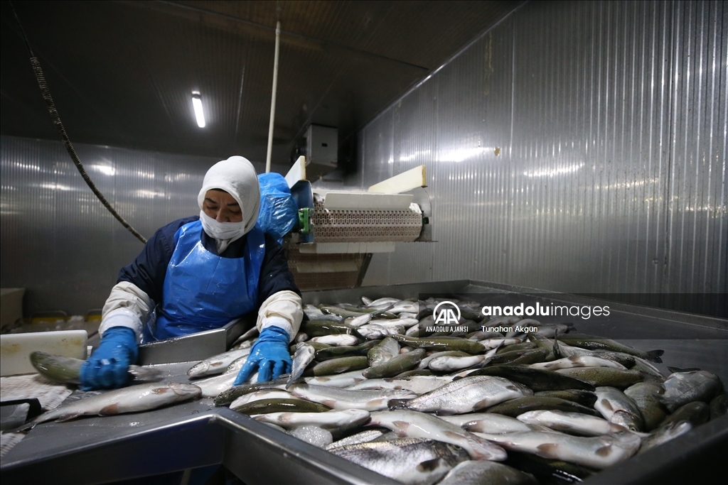 Denizi olmayan Kahramanmaraş balık ihracatında hedef büyüttü