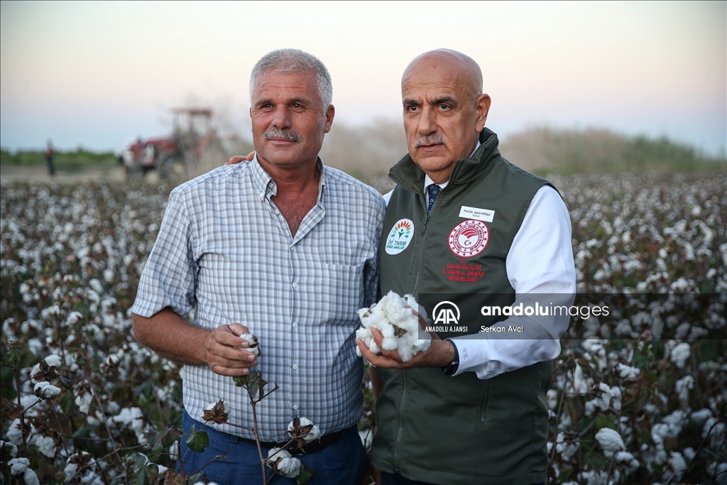 Adana'da pamuk hasadı etkinliği düzenlendi