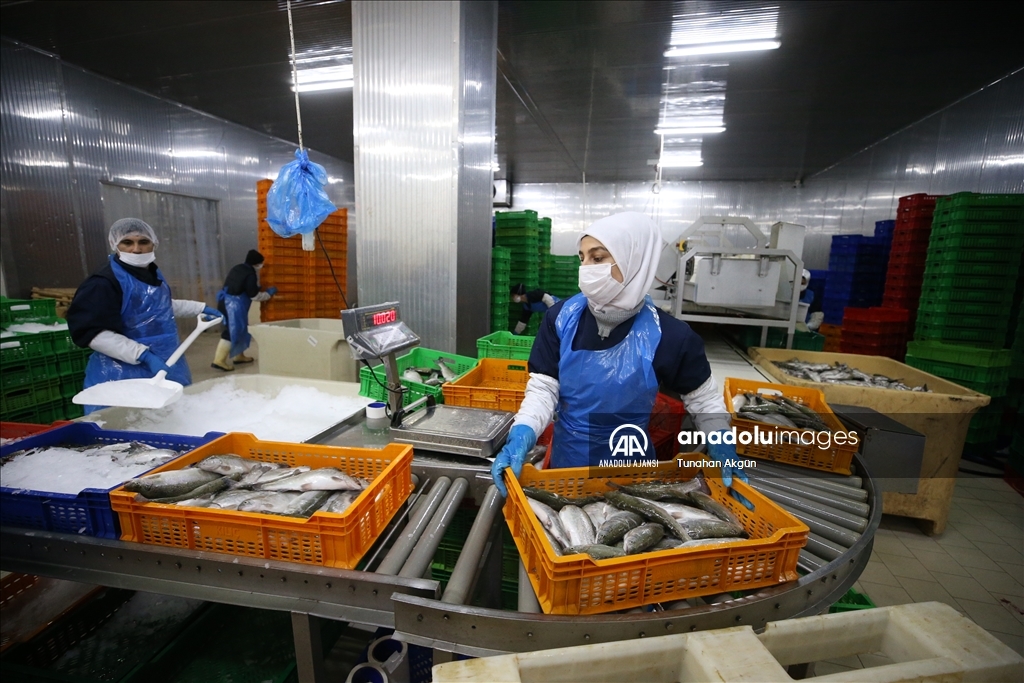 Denizi olmayan Kahramanmaraş balık ihracatında hedef büyüttü