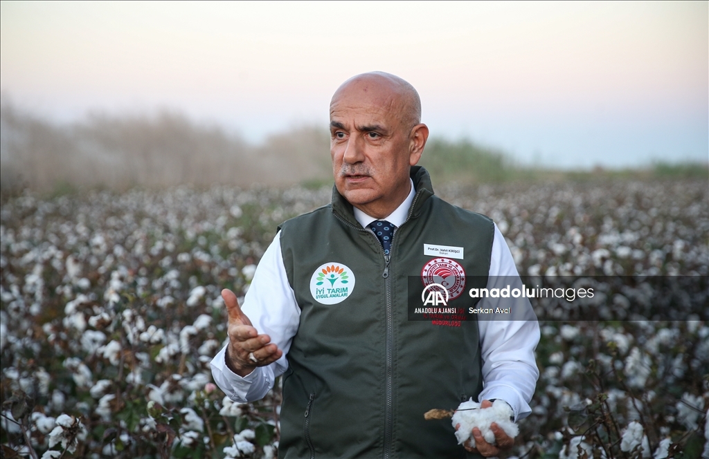 Adana'da pamuk hasadı etkinliği düzenlendi