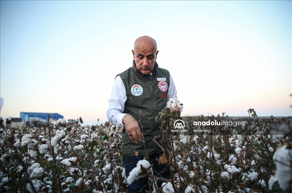 Adana'da pamuk hasadı etkinliği düzenlendi