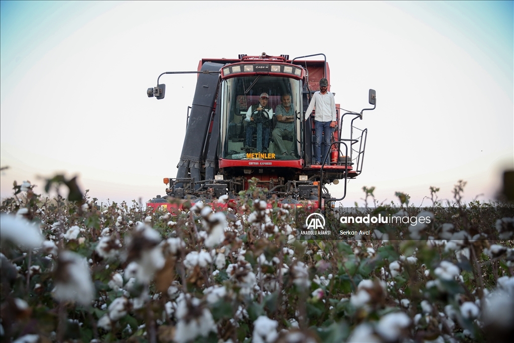 Adana'da pamuk hasadı etkinliği düzenlendi