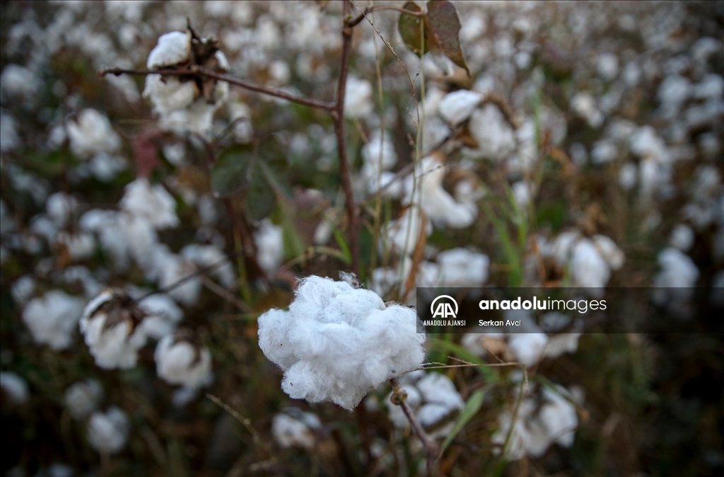 Adana'da pamuk hasadı etkinliği düzenlendi