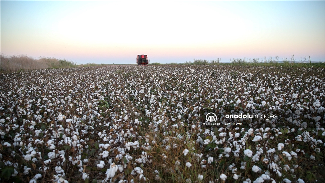 Adana'da pamuk hasadı etkinliği düzenlendi