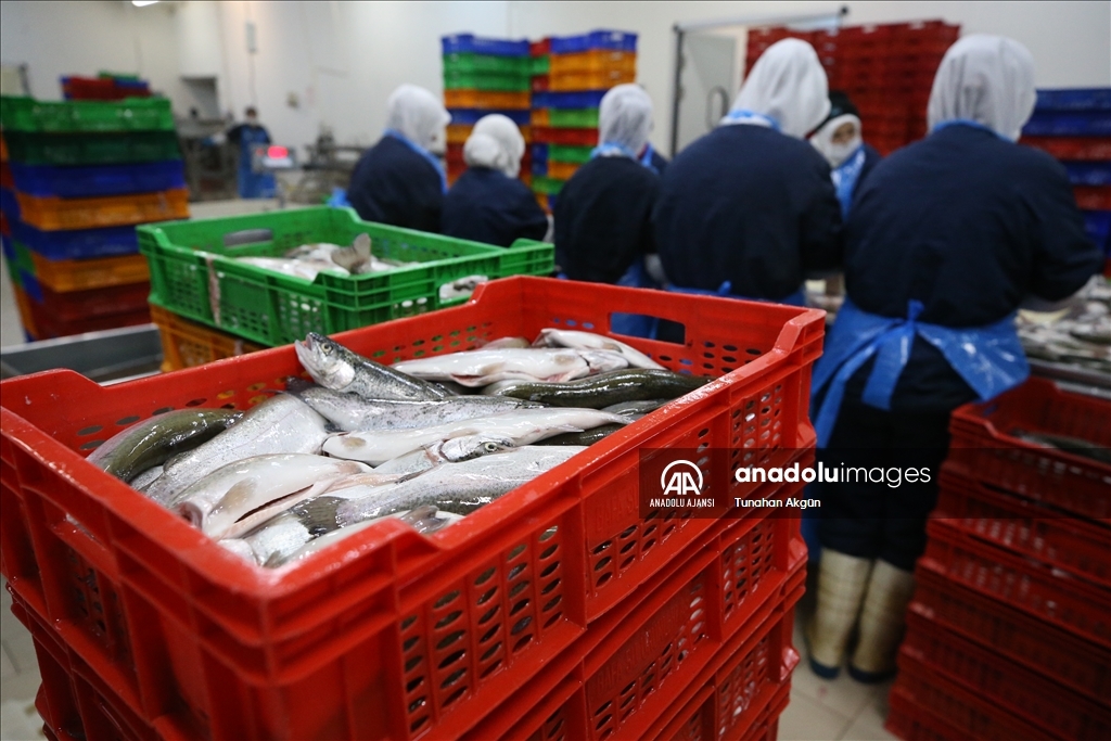 Denizi olmayan Kahramanmaraş balık ihracatında hedef büyüttü