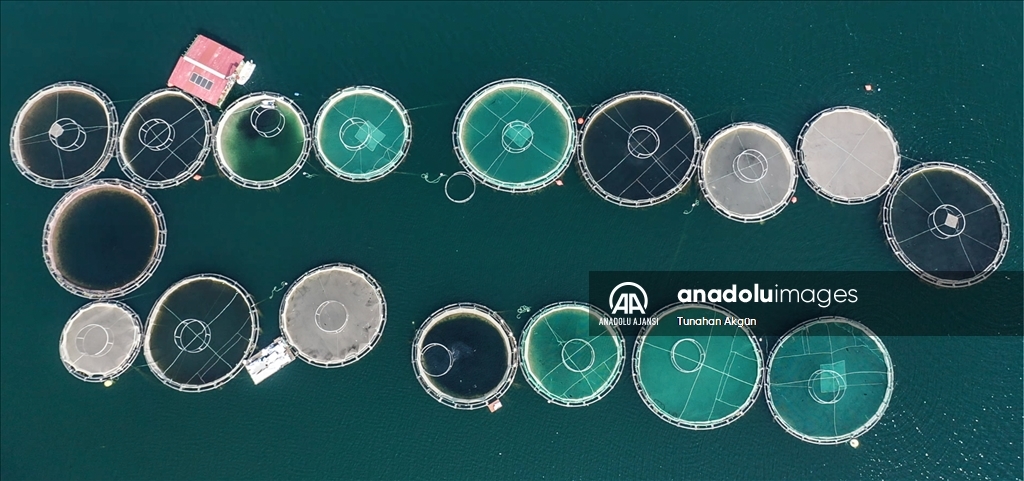 Kahramanmaraş'tan 20 milyon dolarlık alabalık ihracatı hedefi