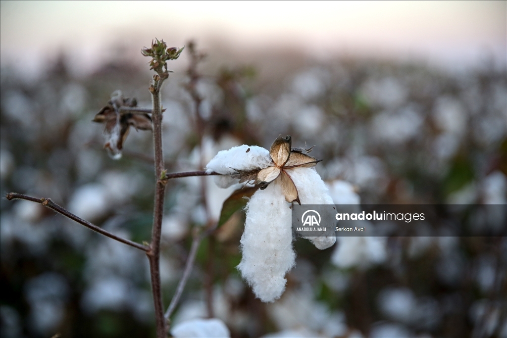 Adana'da pamuk hasadı etkinliği düzenlendi