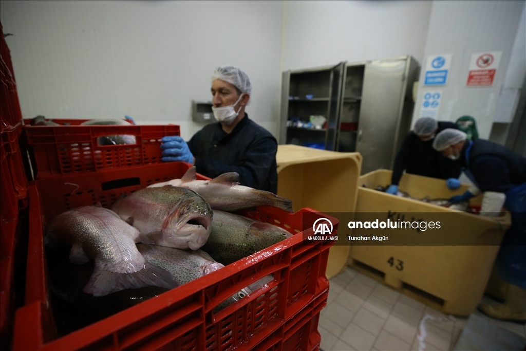 Denizi olmayan Kahramanmaraş balık ihracatında hedef büyüttü