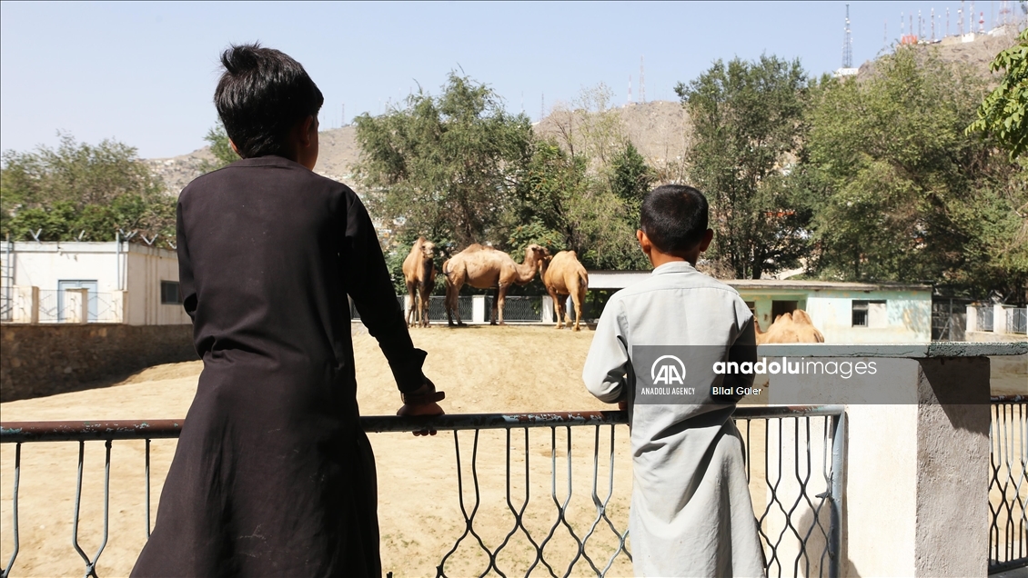افت شدید آمار بازدیدکنندگان تنها باغ وحش افغانستان