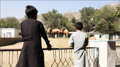 افت شدید آمار بازدیدکنندگان تنها باغ وحش افغانستان
