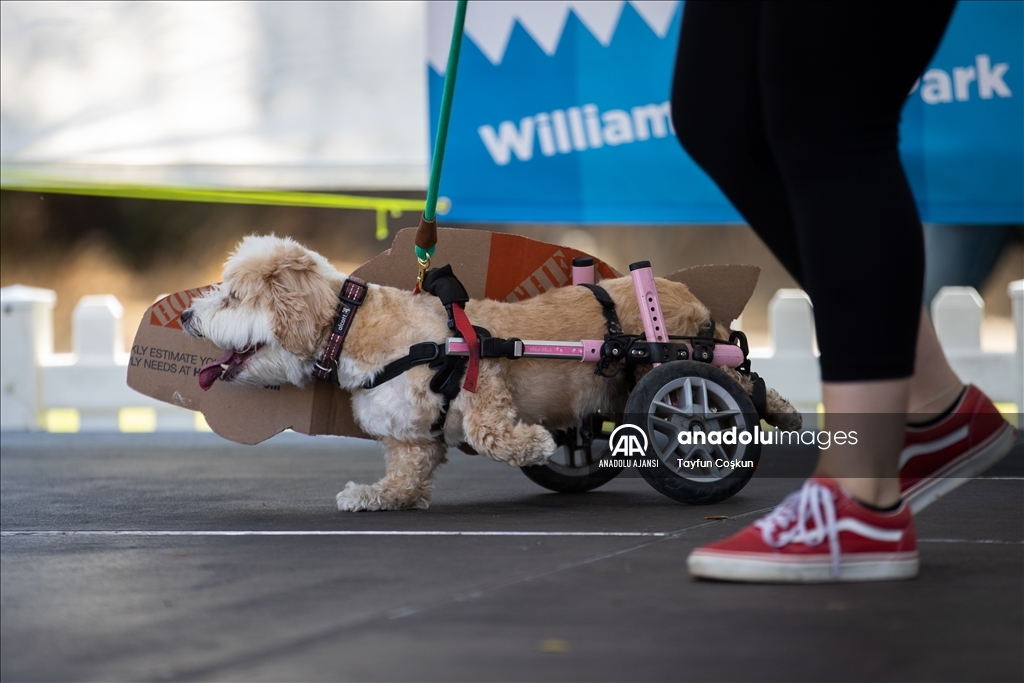 California'da köpek kostümü yarışması düzenlendi