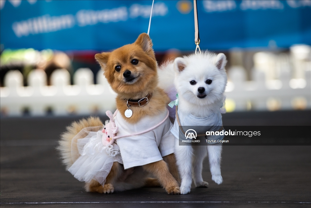 California'da köpek kostümü yarışması düzenlendi