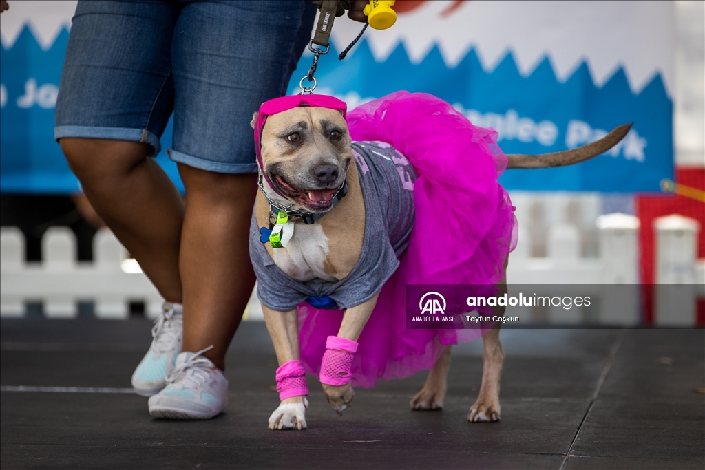 California'da köpek kostümü yarışması düzenlendi