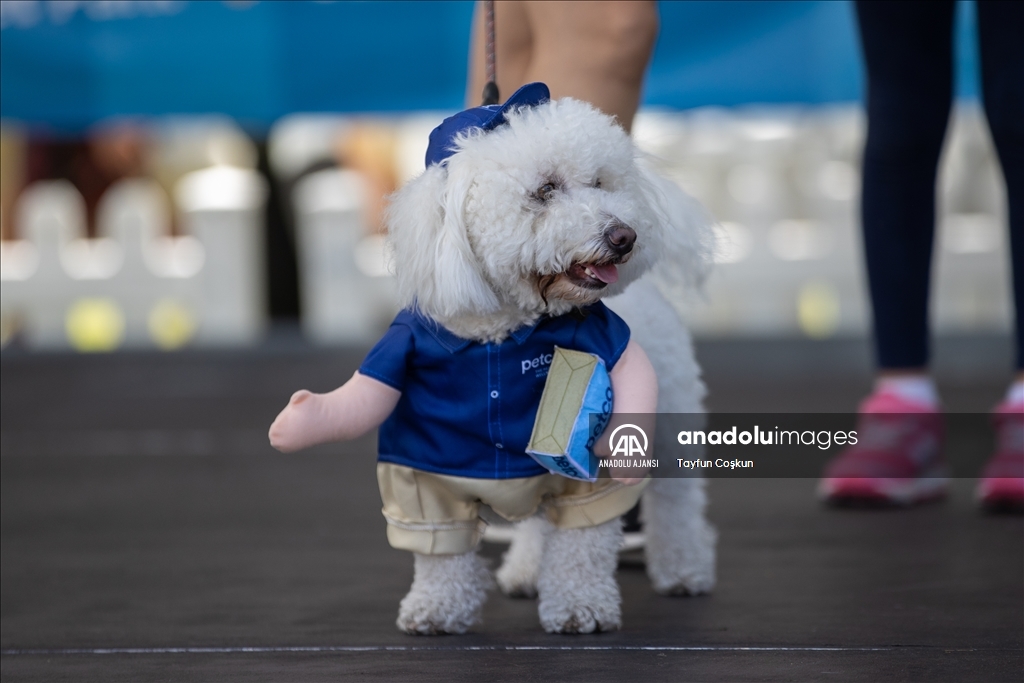 California'da köpek kostümü yarışması düzenlendi