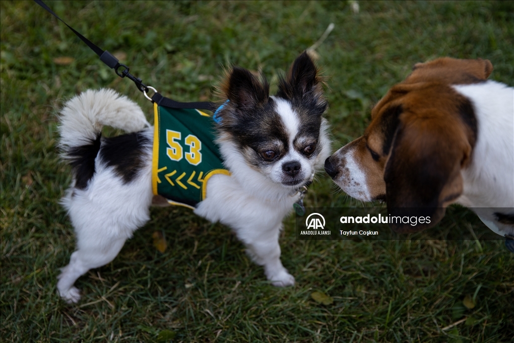 California'da köpek kostümü yarışması düzenlendi