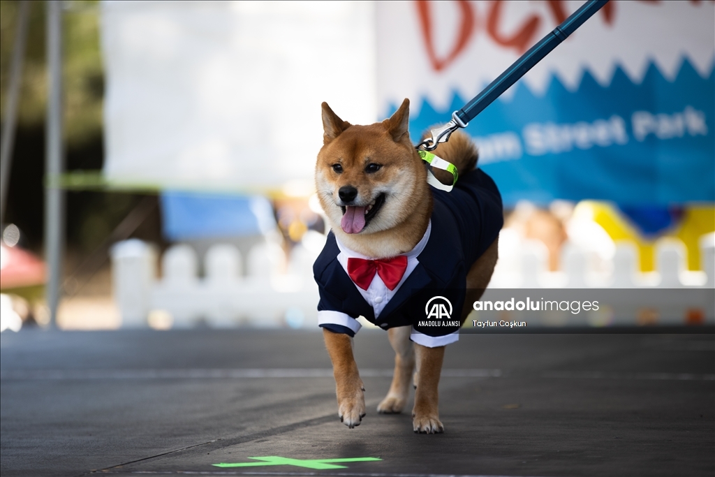 California'da köpek kostümü yarışması düzenlendi