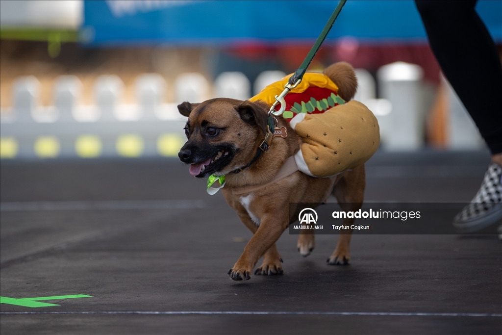 California'da köpek kostümü yarışması düzenlendi