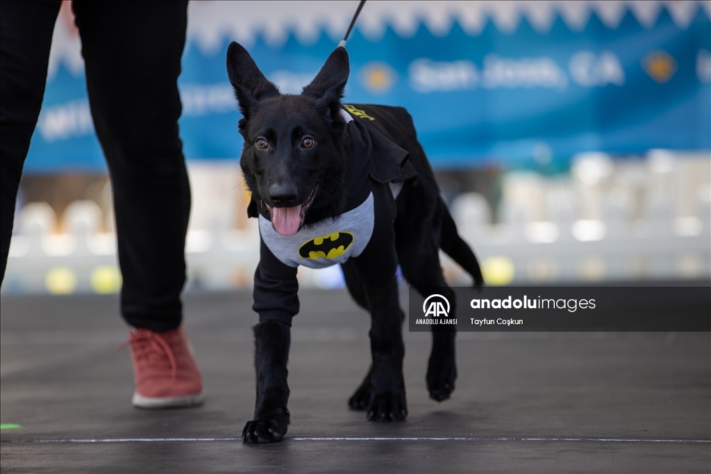 California'da köpek kostümü yarışması düzenlendi