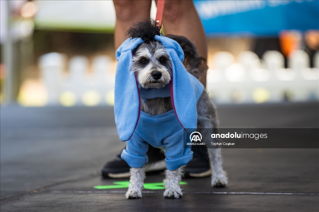 California'da köpek kostümü yarışması düzenlendi