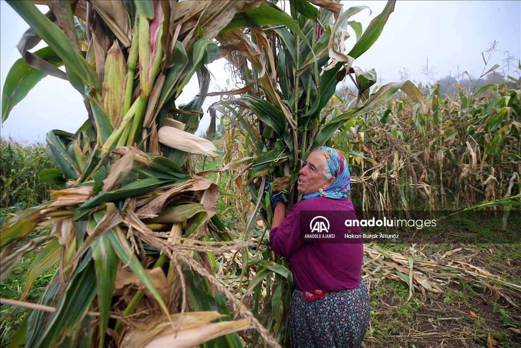 Karadeniz kadınının tarladan sofraya "mısır unu" mesaisi