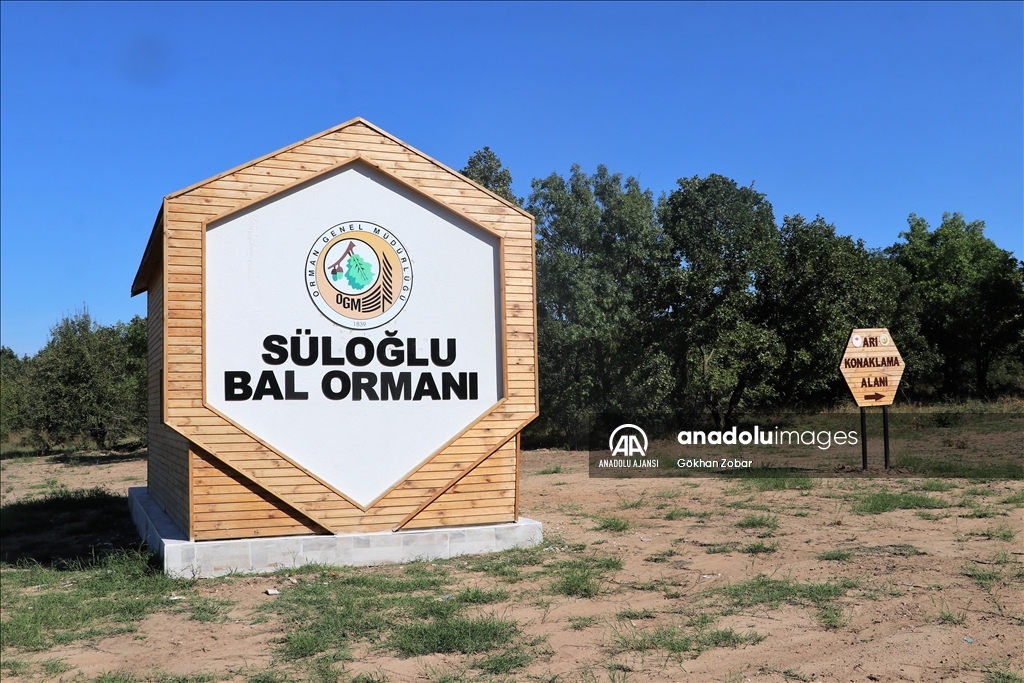 Edirne'de kurulan bal ormanı kalite ve rekolteyi artırdı