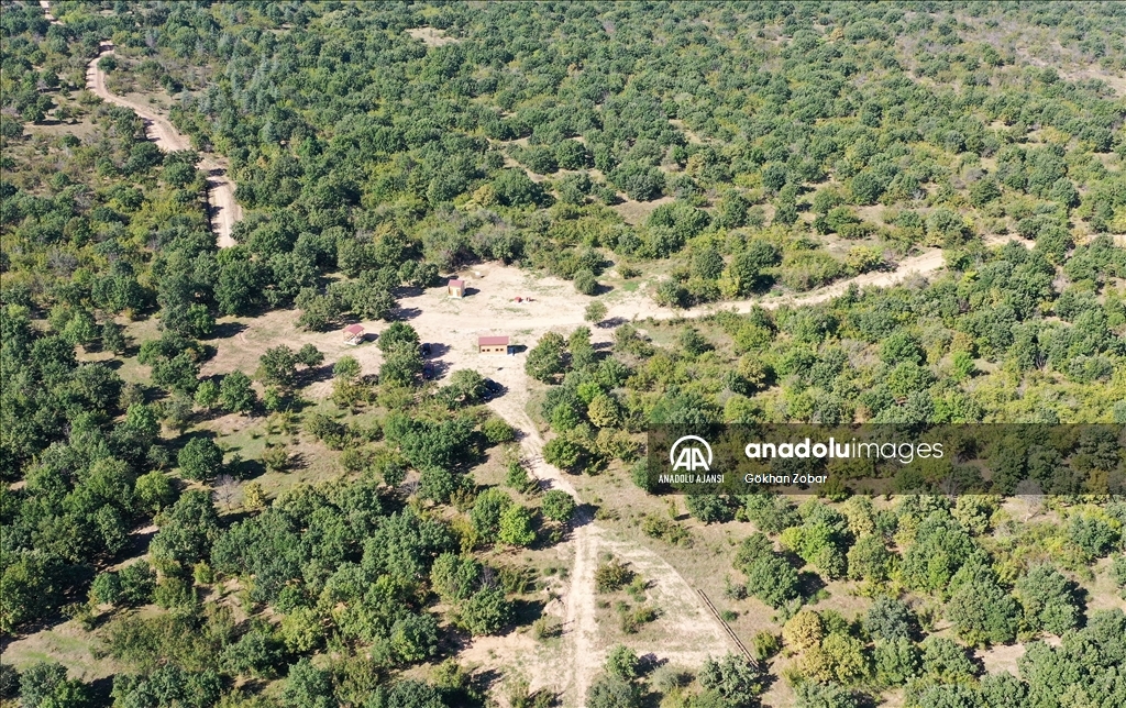 Edirne'de kurulan bal ormanı kalite ve rekolteyi artırdı