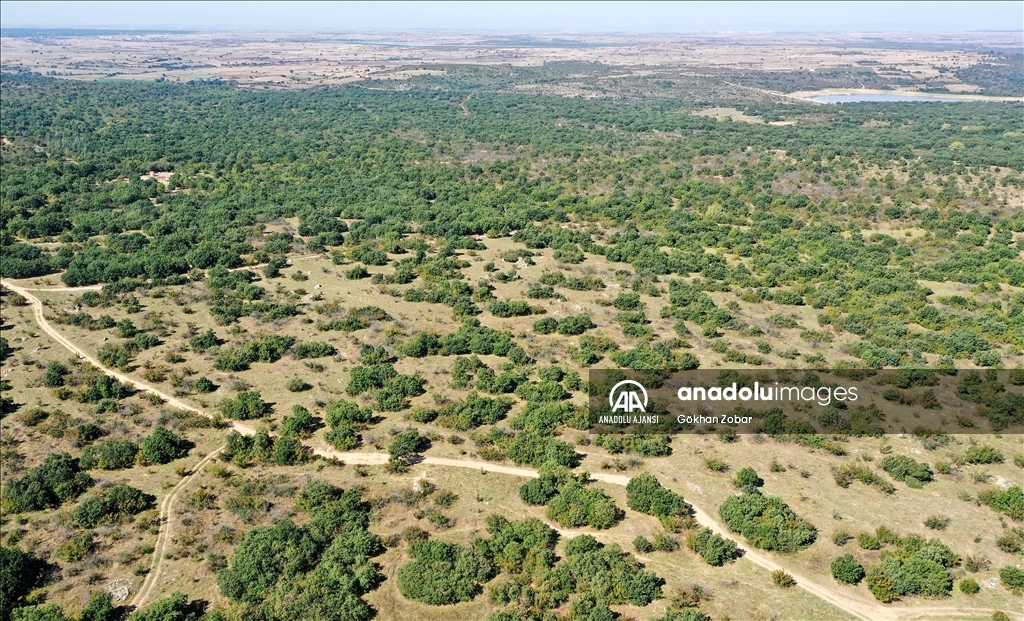 Edirne'de kurulan bal ormanı kalite ve rekolteyi artırdı