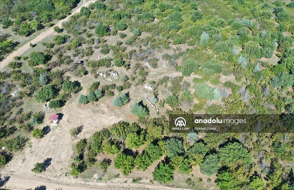 Edirne'de kurulan bal ormanı kalite ve rekolteyi artırdı