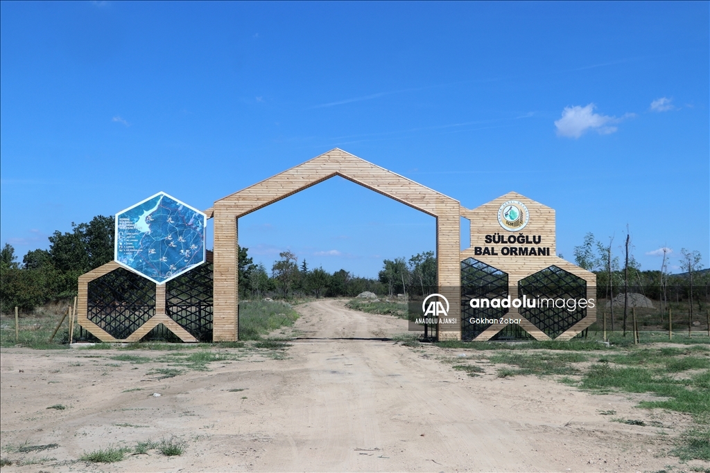 Edirne'de kurulan bal ormanı kalite ve rekolteyi artırdı