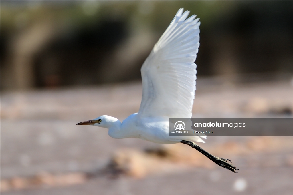 Göçmen kuşların molası Ağrı Dağı çevresinden izlenecek