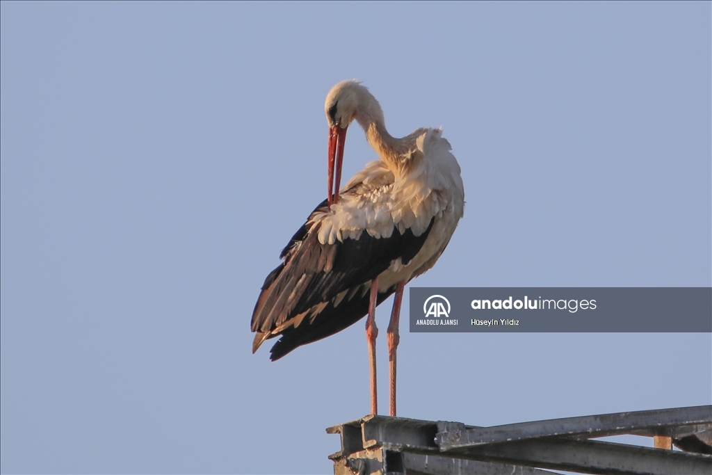 Göçmen kuşların molası Ağrı Dağı çevresinden izlenecek