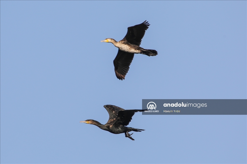 Göçmen kuşların molası Ağrı Dağı çevresinden izlenecek