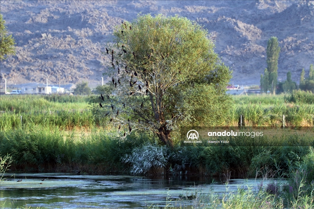 Göçmen kuşların molası Ağrı Dağı çevresinden izlenecek