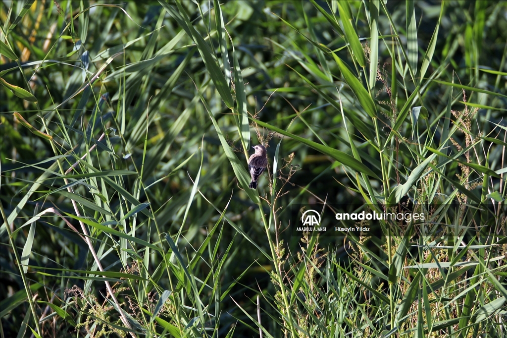 Göçmen kuşların molası Ağrı Dağı çevresinden izlenecek