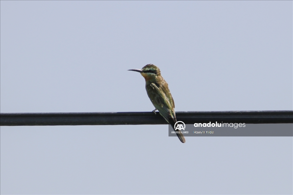 Göçmen kuşların molası Ağrı Dağı çevresinden izlenecek