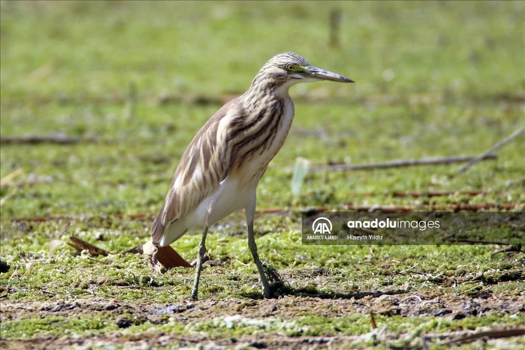 Göçmen kuşların molası Ağrı Dağı çevresinden izlenecek