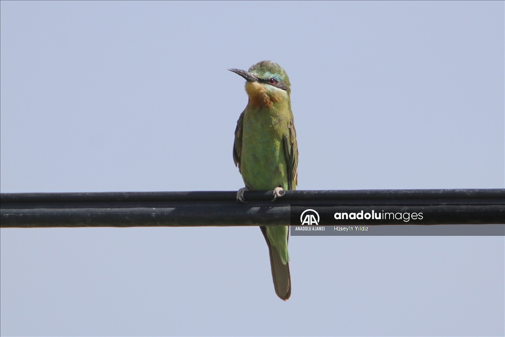Göçmen kuşların molası Ağrı Dağı çevresinden izlenecek