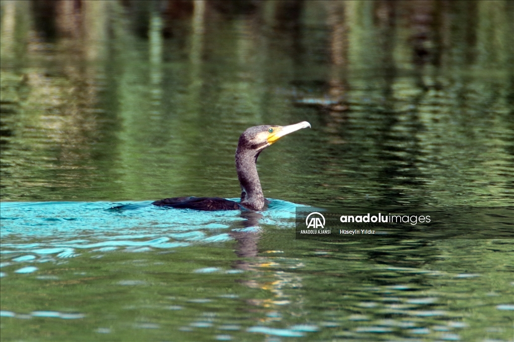 Göçmen kuşların molası Ağrı Dağı çevresinden izlenecek