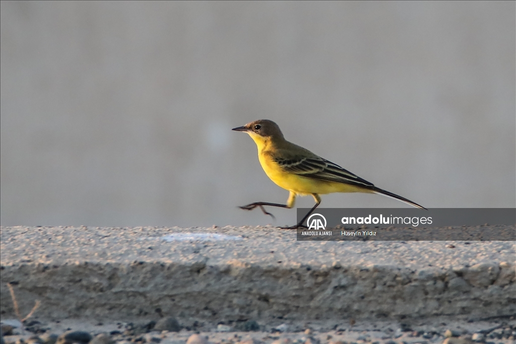Göçmen kuşların molası Ağrı Dağı çevresinden izlenecek