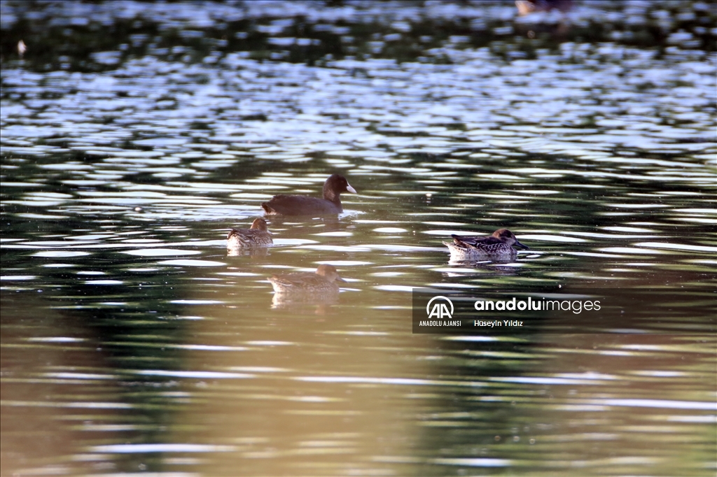 Göçmen kuşların molası Ağrı Dağı çevresinden izlenecek