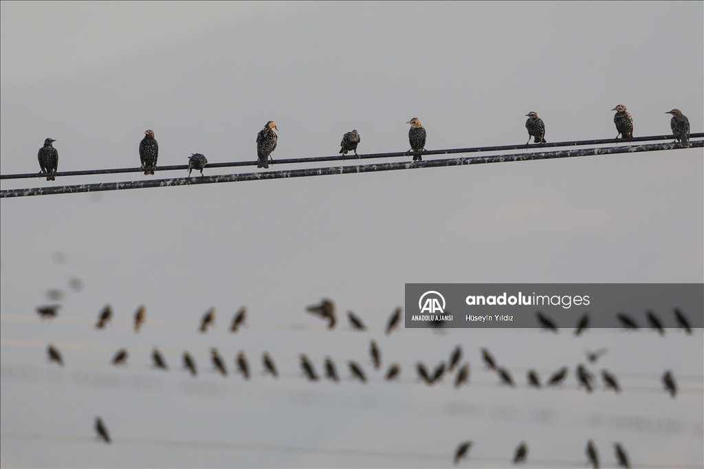 Göçmen kuşların molası Ağrı Dağı çevresinden izlenecek