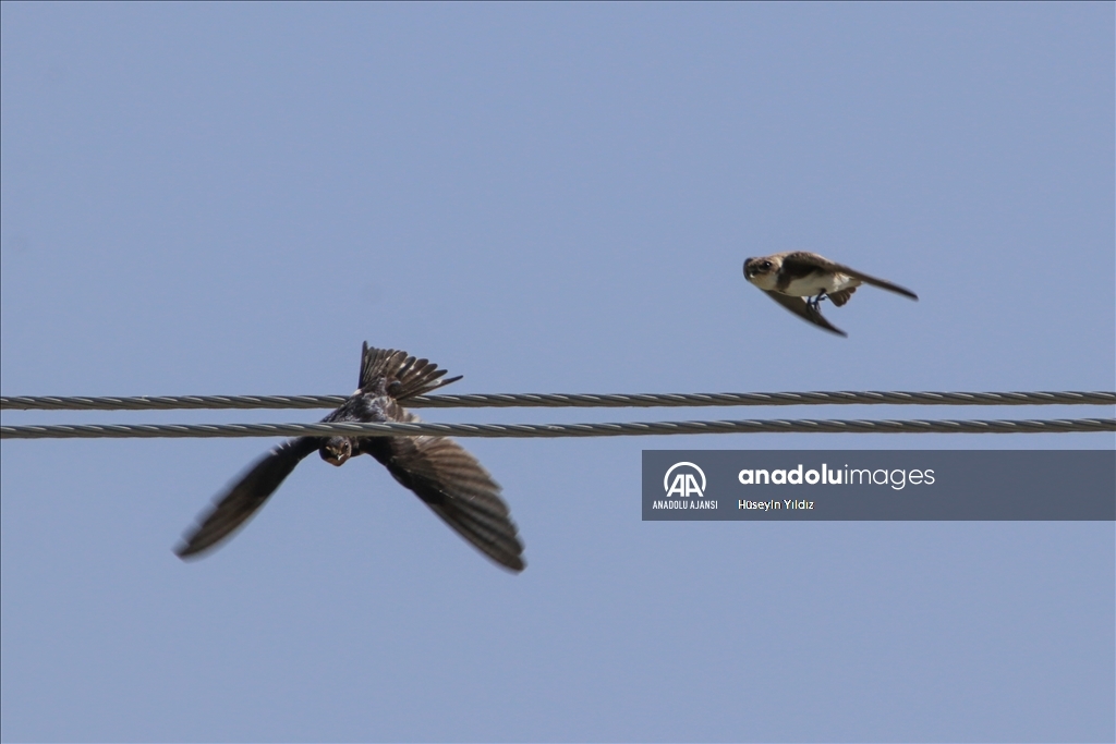 Göçmen kuşların molası Ağrı Dağı çevresinden izlenecek