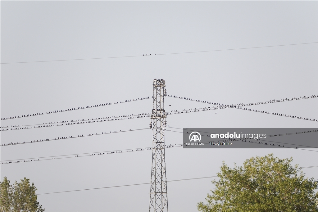 Göçmen kuşların molası Ağrı Dağı çevresinden izlenecek