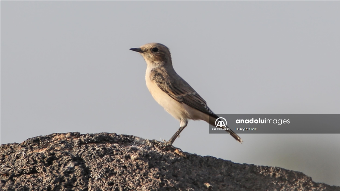 Göçmen kuşların molası Ağrı Dağı çevresinden izlenecek