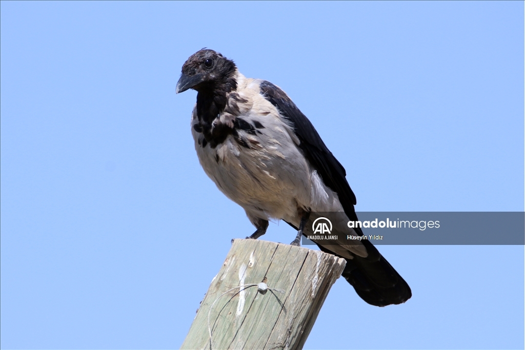 Göçmen kuşların molası Ağrı Dağı çevresinden izlenecek