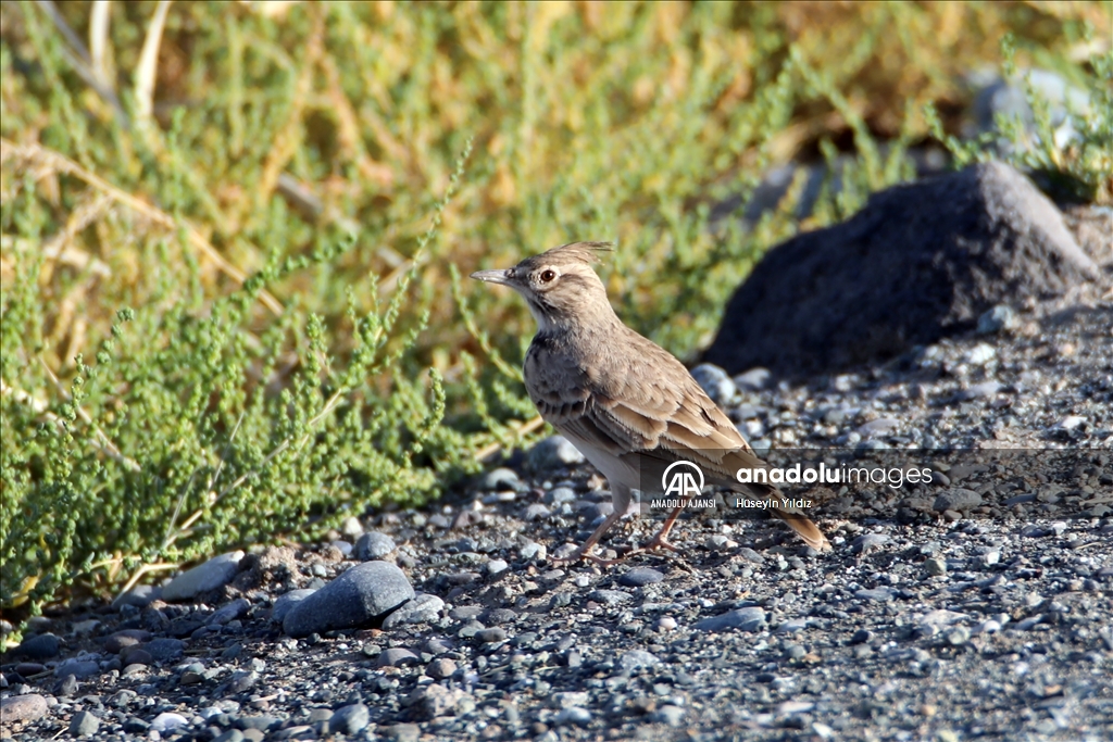 Göçmen kuşların molası Ağrı Dağı çevresinden izlenecek