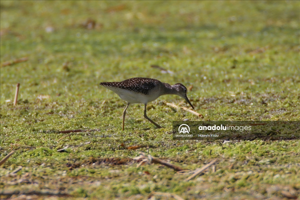 Göçmen kuşların molası Ağrı Dağı çevresinden izlenecek